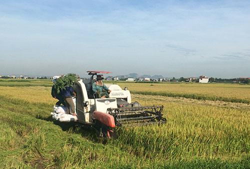 Yên Mô tập trung thu hoạch lúa mùa và gieo trồng cây vụ đông