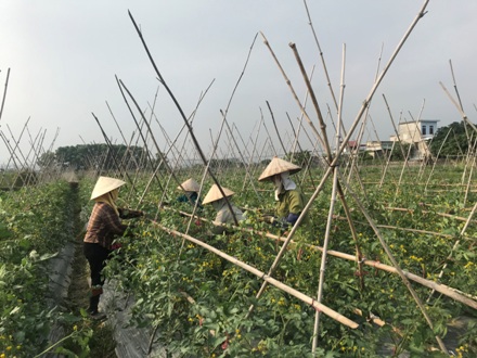 Mai Sơn đẩy mạnh phát triển sản xuất nông nghiệp hàng hóa