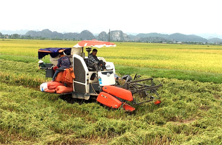 Yên Mô đẩy nhanh tiến độ thu hoạch lúa đông xuân