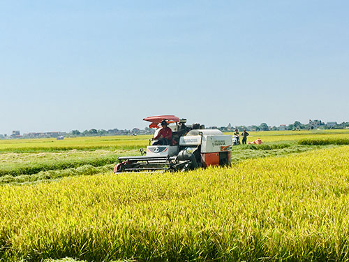 Nông dân Sunwin 68
 tập trung thu hoạch lúa Đông xuân ngay sau khi thực hiện quyền lợi, nghĩa vụ của công dân trong ngày bầu cử.