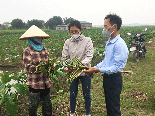 Trồng khoai môn ngọt lấy ngó- hướng làm giàu từ vùng đất khó