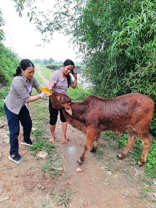 Yên Mô tập trung, quyết liệt các biện pháp phòng, chống bệnh Viêm da nổi cục ở trâu, bò