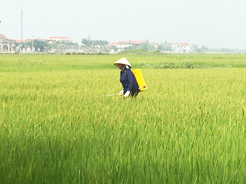 Yên Mô tập trung phòng trừ rầy nâu, rầy lưng trắng và sâu cuốn lá nhỏ lứa 2 hại lúa vụ Đông xuân năm 2022