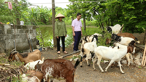 Tín dụng chính sách - công cụ đắc lực thực hiện mục tiêu phát triển kinh tế-xã hội ở Yên Mô