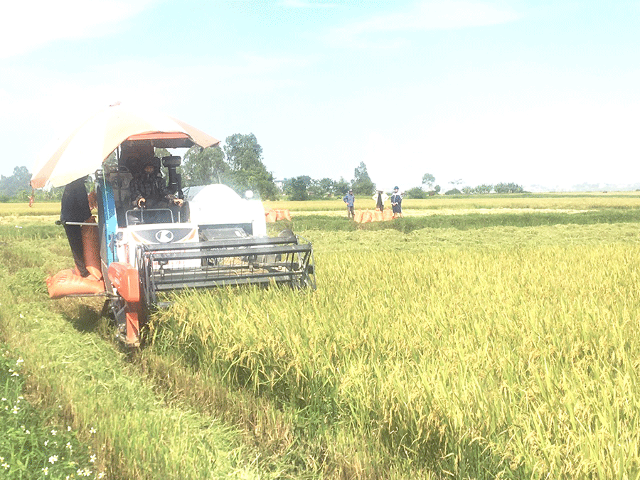 Nông dân Yên Mô tập trung thu hoạch lúa Đông xuân