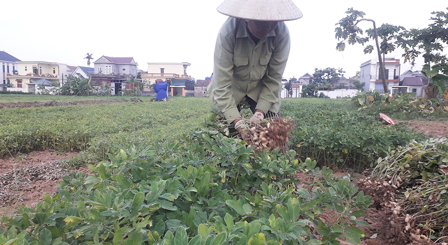 Nông dân HTX nông nghiệp Nam Yên, xã Yên Lâm tập trung thu hoạch lạc xuân